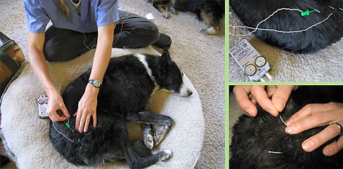 acupuncture therapy on dog